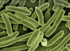 Bacteria pathogens