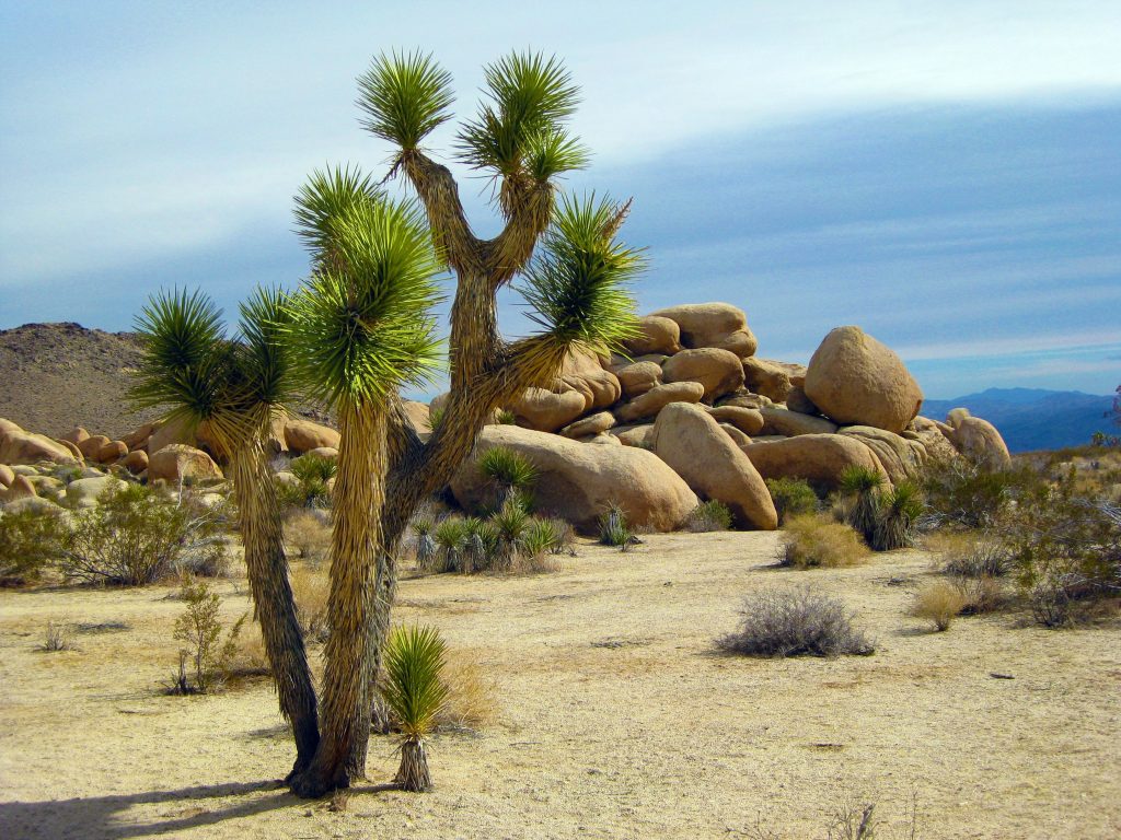 Hot dessert climate with rocks and cactus tree