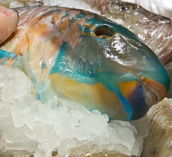 Fish displayed on crushed ice